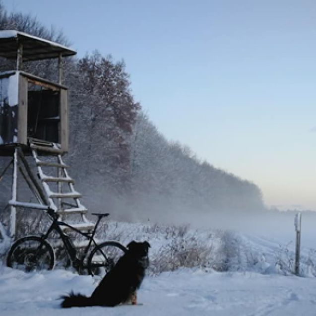 Hund im Wald - Winter